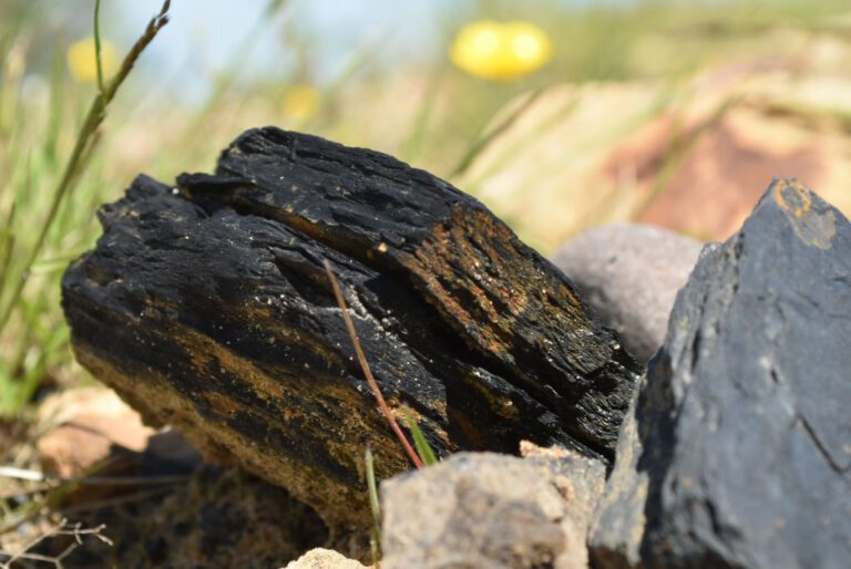 Coal in 2021