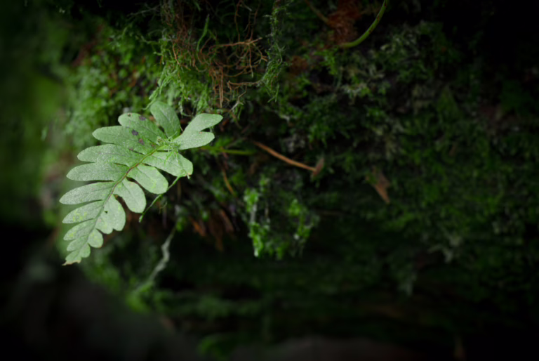 The natural world of Glan Lash