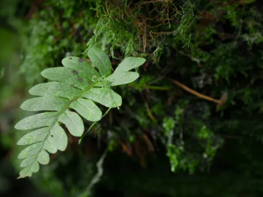 The natural world of Glan Lash
